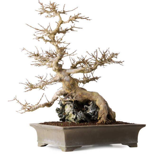 Acer buergerianum, 56,5 cm, ± 25 anni, su una bellissima roccia di Ibigawa