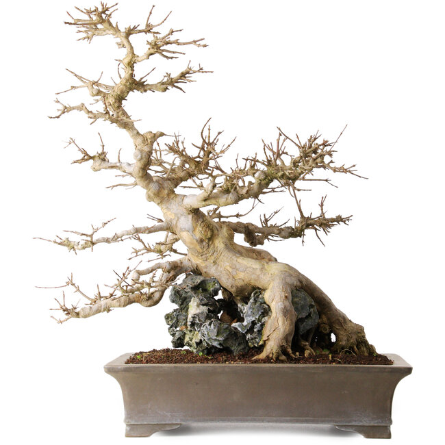 Acer buergerianum, 56,5 cm, ± 25 years old, on a beautiful Ibigawa-rock