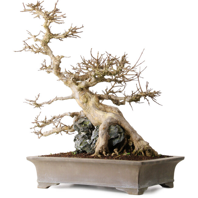 Acer buergerianum, 56,5 cm, ± 25 años, en una hermosa roca de Ibigawa