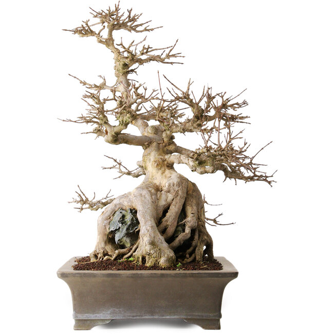 Acer buergerianum, 56,5 cm, ± 25 años, en una hermosa roca de Ibigawa