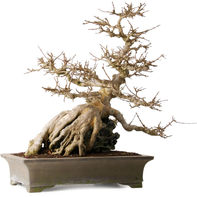 Acer buergerianum, 56,5 cm, ± 25 jaar oud, op een prachtige Ibigawa-rots.