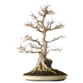 Acer buergerianum, 69,5 cm, ± 25 años