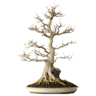 Acer buergerianum, 69,5 cm, ± 25 years old