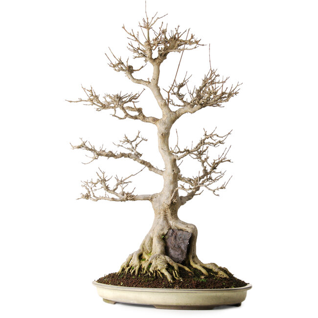 Acer buergerianum, 69,5 cm, ± 25 jaar oud, in mooie, volwassen staat en zonder littekens.