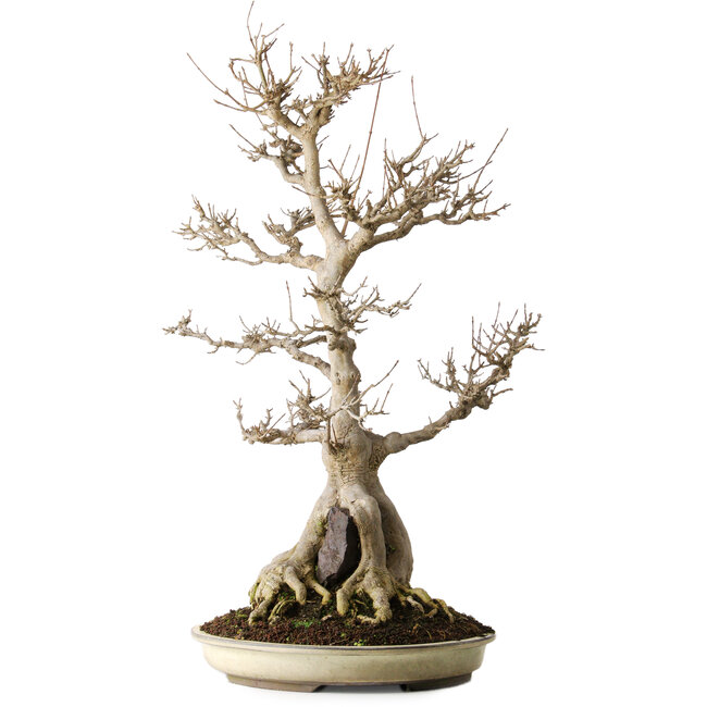 Acer buergerianum, 69,5 cm, ± 25 years old, with beautiful maturity and without scars