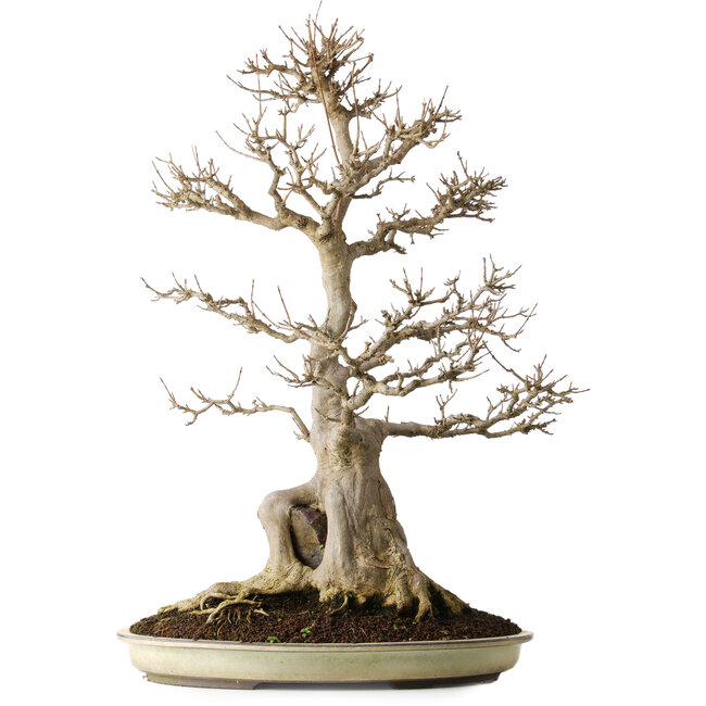 Acer buergerianum, 69,5 cm, ± 25 años, con hermosa madurez y sin cicatrices.