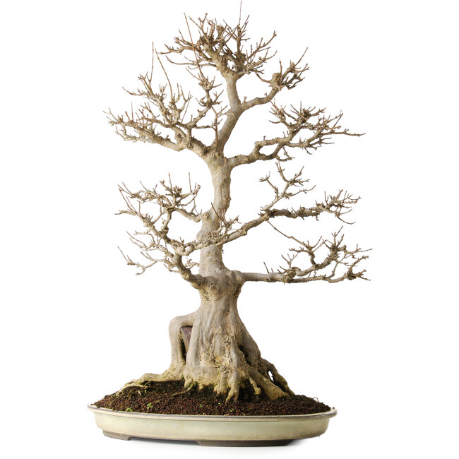 Acer buergerianum, 69,5 cm, ± 25 Jahre alt, mit schöner Reife und ohne Narben