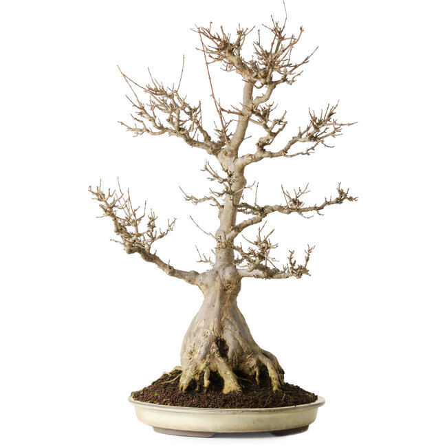 Acer buergerianum, 69,5 cm, ± 25 Jahre alt, mit schöner Reife und ohne Narben