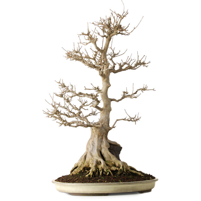 Acer buergerianum, 69,5 cm, ± 25 jaar oud, in mooie, volwassen staat en zonder littekens.