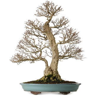 Carpinus coreana, 64 cm, ± 40 ans