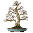 Carpinus coreana, 64 cm, ± 40 anni, yamadori, dalla forma eccezionalmente elegante e dalla bella ramificazione