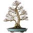 Carpinus coreana, 64 cm, ± 40 años, yamadori, con una forma excepcionalmente elegante y una hermosa ramificación.
