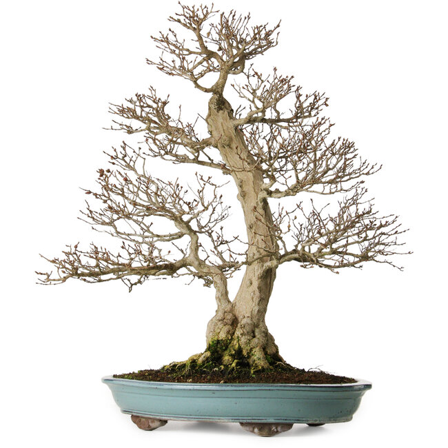 Carpinus coreana, 64 cm, ± 40 years old, yamadori, in an exceptionally elegant shape and beautiful ramification