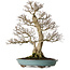 Carpinus coreana, 64 cm, ± 40 years old, yamadori, in an exceptionally elegant shape and beautiful ramification