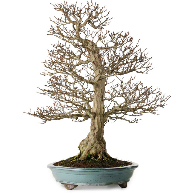 Carpinus coreana, 64 cm, ± 40 jaar oud, yamadori, in een uitzonderlijk elegante vorm en prachtige vertakking.