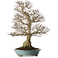 Carpinus coreana, 64 cm, ± 40 anni, yamadori, dalla forma eccezionalmente elegante e dalla bella ramificazione