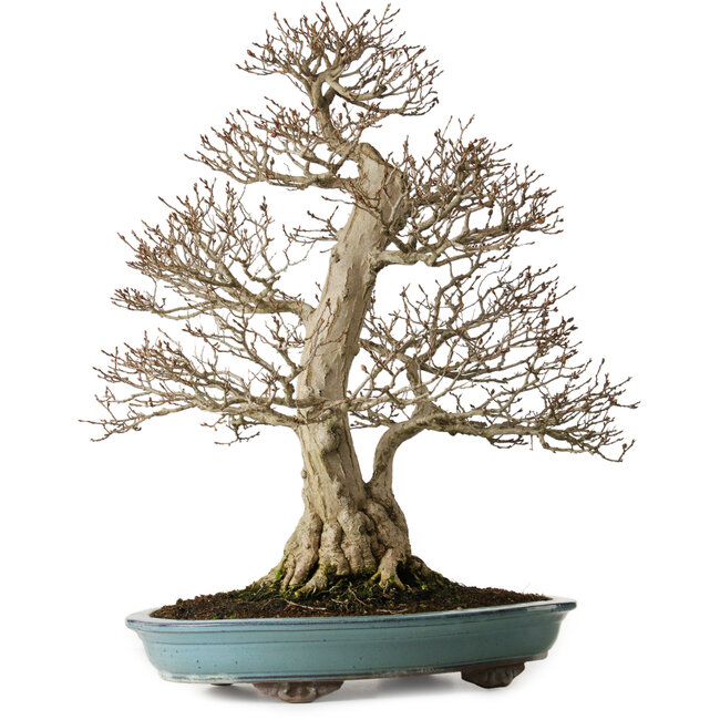 Carpinus coreana, 64 cm, ± 40 ans, yamadori, d'une forme exceptionnellement élégante et d'une belle ramification