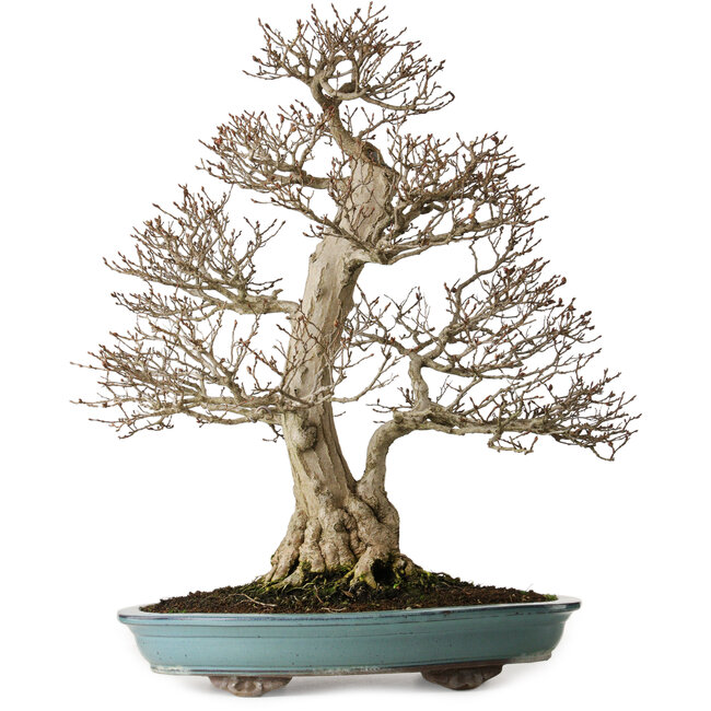 Carpinus coreana, 64 cm, ± 40 años, yamadori, con una forma excepcionalmente elegante y una hermosa ramificación.