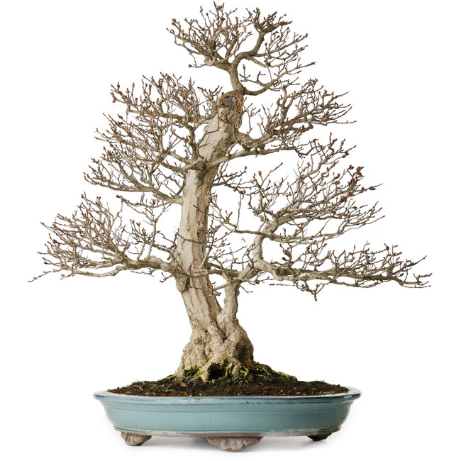 Carpinus coreana, 64 cm, ± 40 ans, yamadori, d'une forme exceptionnellement élégante et d'une belle ramification