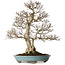 Carpinus coreana, 64 cm, ± 40 anni, yamadori, dalla forma eccezionalmente elegante e dalla bella ramificazione