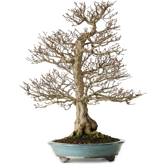 Carpinus coreana, 64 cm, ± 40 años, yamadori, con una forma excepcionalmente elegante y una hermosa ramificación.
