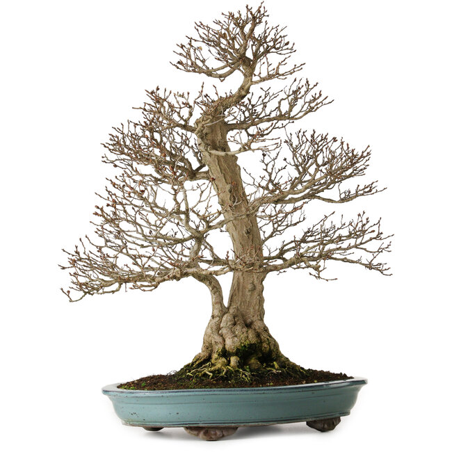 Carpinus coreana, 64 cm, ± 40 jaar oud, yamadori, in een uitzonderlijk elegante vorm en prachtige vertakking.