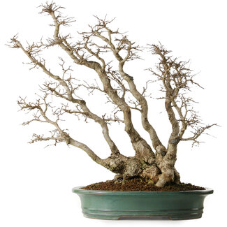 Carpinus coreana, 59 cm, ± 35 years old