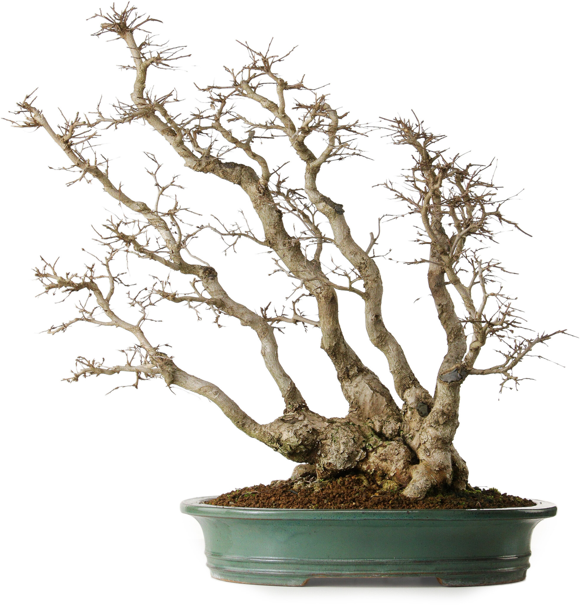 Carpinus coreana, 59 cm, ± 35 anni, yamadori, in una combinazione ...