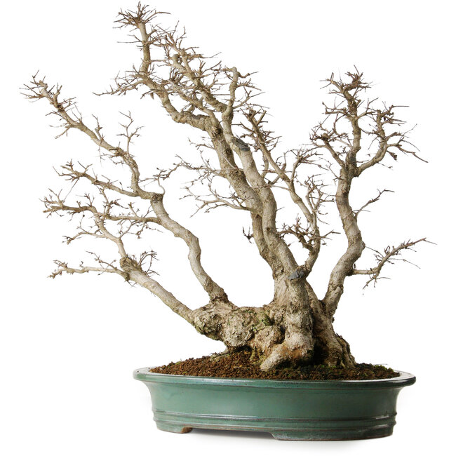 Carpinus coreana, 59 cm, ± 35 Jahre alt, Yamadori, in einer außergewöhnlichen Kombination der Stile Kabudachi (mehrstämmig) und Fuginagashi (windgepeitscht) in einer eleganten Form und mit guter Verzweigung