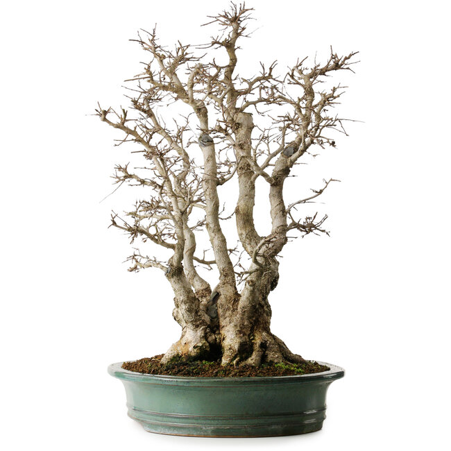 Carpinus coreana, 59 cm, ± 35 years old, yamadori, in an exceptional combination of styles from kabudachi (multitrunk) and fuginagashi (wind swept) in an elegant shape and with good ramification