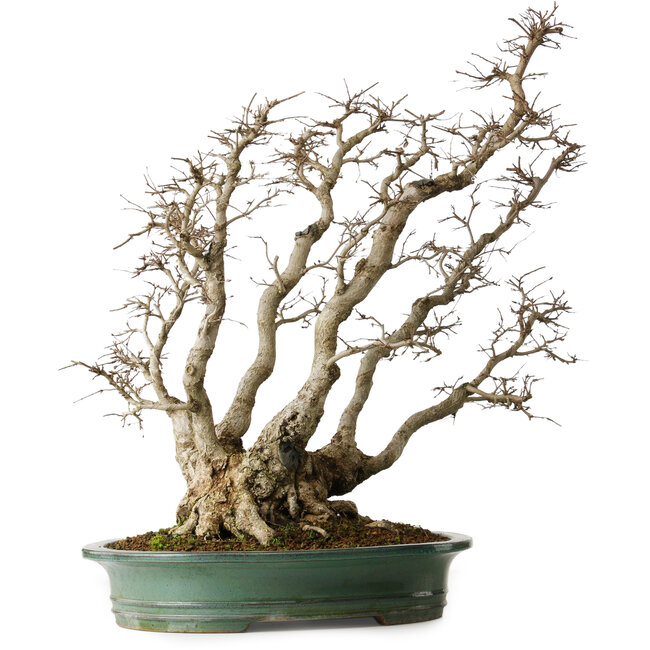 Carpinus coreana, 59 cm, ± 35 jaar oud, yamadori, in een uitzonderlijke combinatie van stijlen van kabudachi (meerstammig) en fuginagashi (door de wind gevormd), in een elegante vorm en met goede vertakkingen.