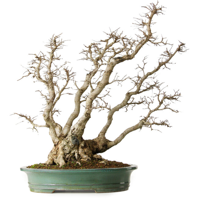 Carpinus coreana, 59 cm, ± 35 anni, yamadori, in una combinazione eccezionale di stili da kabudachi (multitronco) e fuginagashi (spazzato dal vento) in una forma elegante e con buona ramificazione