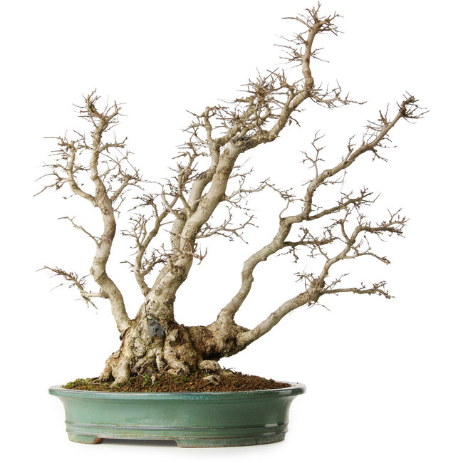 Carpinus coreana, 59 cm, ± 35 años, yamadori, en una combinación excepcional de estilos de kabudachi (multitronco) y fuginagashi (barrido por el viento) en una forma elegante y con buena ramificación.