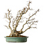Carpinus coreana, 59 cm, ± 35 anni, yamadori, in una combinazione eccezionale di stili da kabudachi (multitronco) e fuginagashi (spazzato dal vento) in una forma elegante e con buona ramificazione