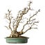 Carpinus coreana, 59 cm, ± 35 años, yamadori, en una combinación excepcional de estilos de kabudachi (multitronco) y fuginagashi (barrido por el viento) en una forma elegante y con buena ramificación.