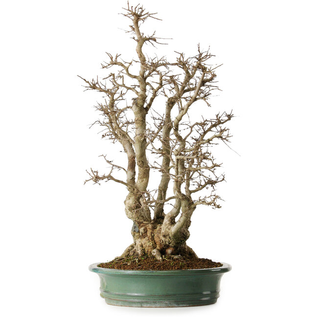 Carpinus coreana, 59 cm, ± 35 jaar oud, yamadori, in een uitzonderlijke combinatie van stijlen van kabudachi (meerstammig) en fuginagashi (door de wind gevormd), in een elegante vorm en met goede vertakkingen.