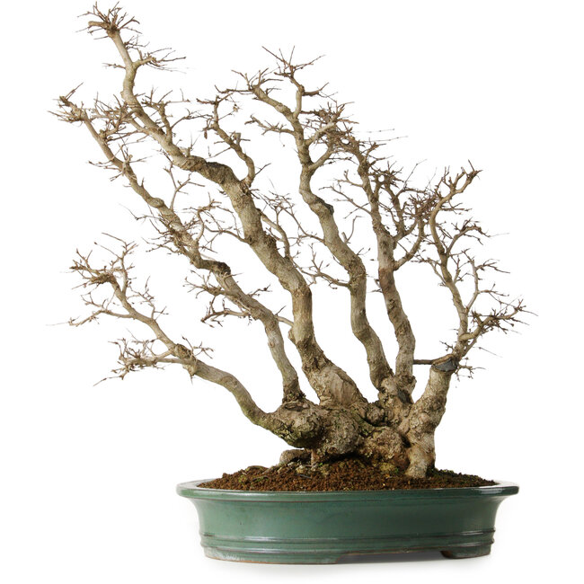 Carpinus coreana, 59 cm, ± 35 anni, yamadori, in una combinazione eccezionale di stili da kabudachi (multitronco) e fuginagashi (spazzato dal vento) in una forma elegante e con buona ramificazione