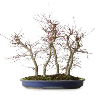 Acer palmatum Deshojo, 45,5 cm, ± 15 anni