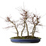 Acer palmatum Deshojo, 45,5 cm, ± 15 jaar oud
