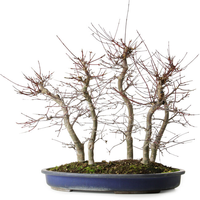 Acer palmatum Deshojo, 45,5 cm, ± 15 anni