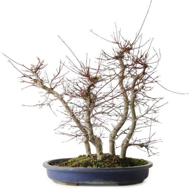 Acer palmatum Deshojo, 45,5 cm, ± 15 anni