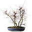 Acer palmatum Deshojo, 45,5 cm, ± 15 ans