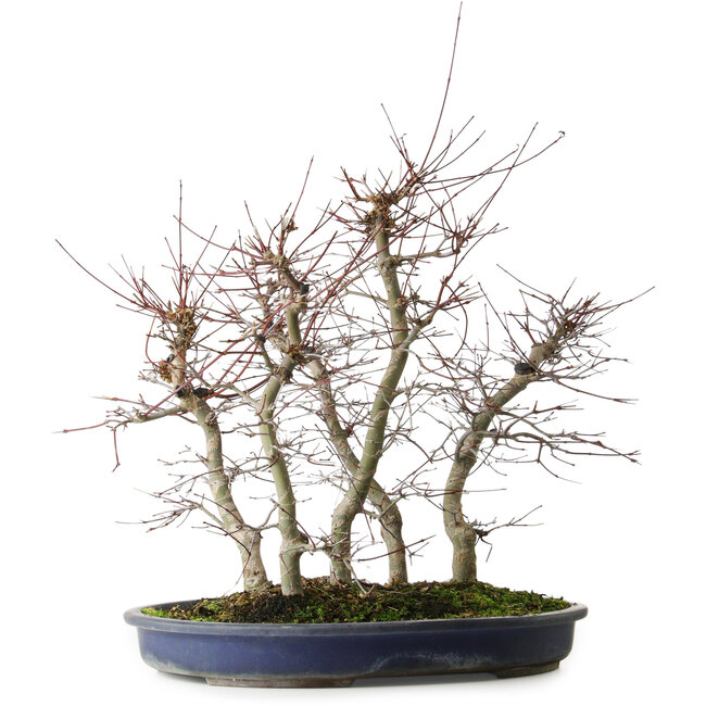 Acer palmatum Deshojo, 45,5 cm, ± 15 Jahre alt