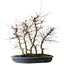 Acer palmatum Deshojo, 45,5 cm, ± 15 years old