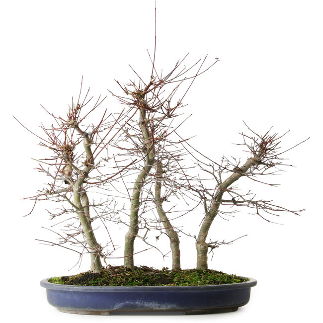 Acer palmatum Deshojo, 45,5 cm, ± 15 anni