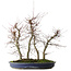 Acer palmatum Deshojo, 45,5 cm, ± 15 jaar oud