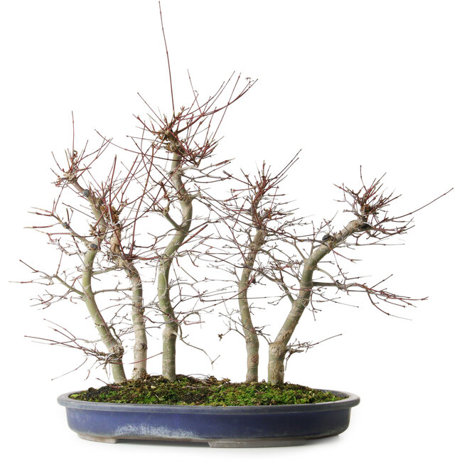 Acer palmatum Deshojo, 45,5 cm, ± 15 years old