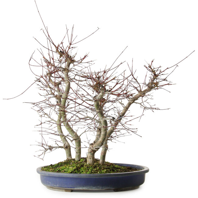 Acer palmatum Deshojo, 45,5 cm, ± 15 años