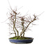 Acer palmatum Deshojo, 45,5 cm, ± 15 anni