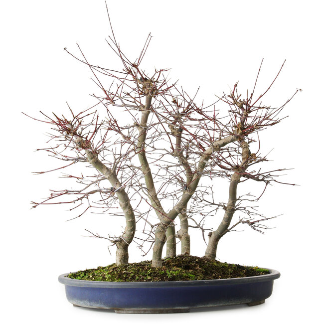 Acer palmatum Deshojo, 45,5 cm, ± 15 ans
